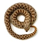 image of Snake